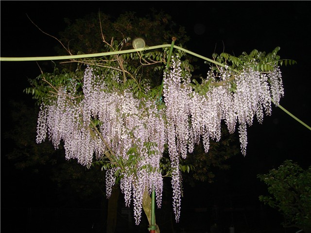 glicinija